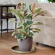 Rubber Seeds, Ficus elastica