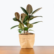 Rubber Seeds, Ficus elastica