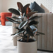 Rubber Seeds, Ficus elastica