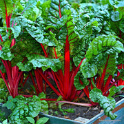 Red Swiss Chard Seeds