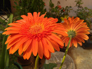 Gerbera Daisy Seeds – Gerbera jamesonii
