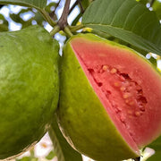 Ruby Supreme Guava Seeds