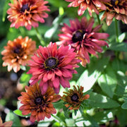 Hirta Sahara Rudbeckia Seeds