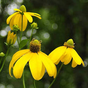 Laciniata Rudbeckia Seeds