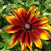 Autumn Rudbeckia Seeds