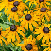 Goldeneye Rudbeckia Seeds