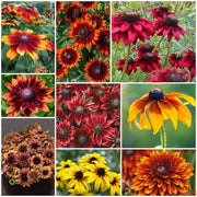 Rudbeckia Black-eyed Susan Seeds - All In One For Home Gardens