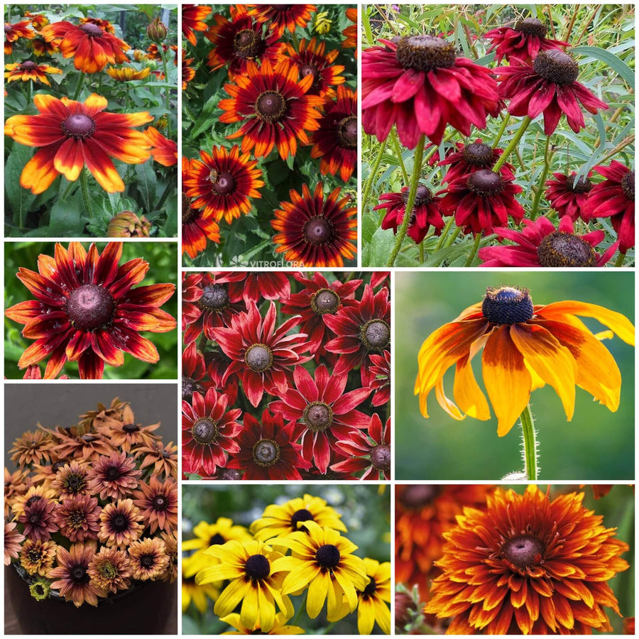 Rudbeckia Black-eyed Susan Seeds - All In One For Home Gardens