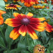 Rudbeckia Black-eyed Susan Seeds - All In One For Home Gardens