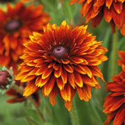 Rudbeckia Black-eyed Susan Seeds - All In One For Home Gardens