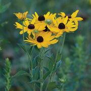 Rudbeckia Seeds - Flower Plant for Home Gardens