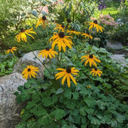 Rudbeckia Seeds - Flower Plant for Home Gardens