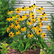 Rudbeckia Seeds - Flower Plant for Home Gardens