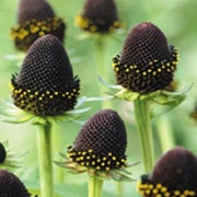 Green Wizard Rudbeckia Seeds