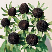 Green Wizard Rudbeckia Seeds