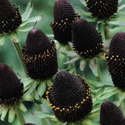 Green Wizard Rudbeckia Seeds