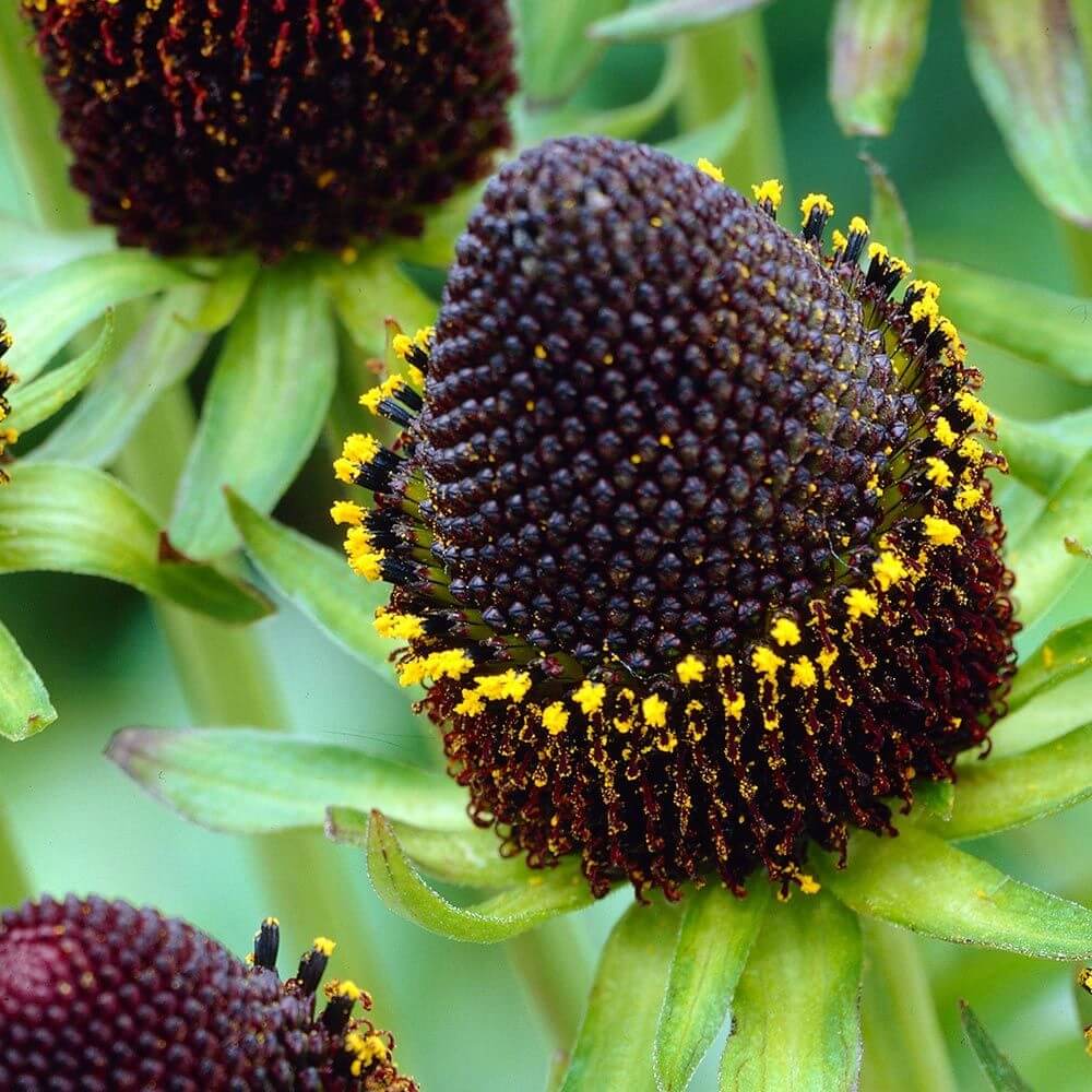 Green Wizard Rudbeckia Seeds
