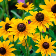 Goldeneye Rudbeckia Seeds