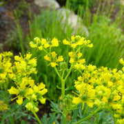 Ruta Graveolens Rue Seeds, Herbal