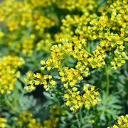 Ruta Graveolens Rue Seeds, Herbal