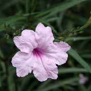 Ruellia Simplex Mexican Petunia Seeds