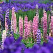 Wildflower Pink Lupine Seeds