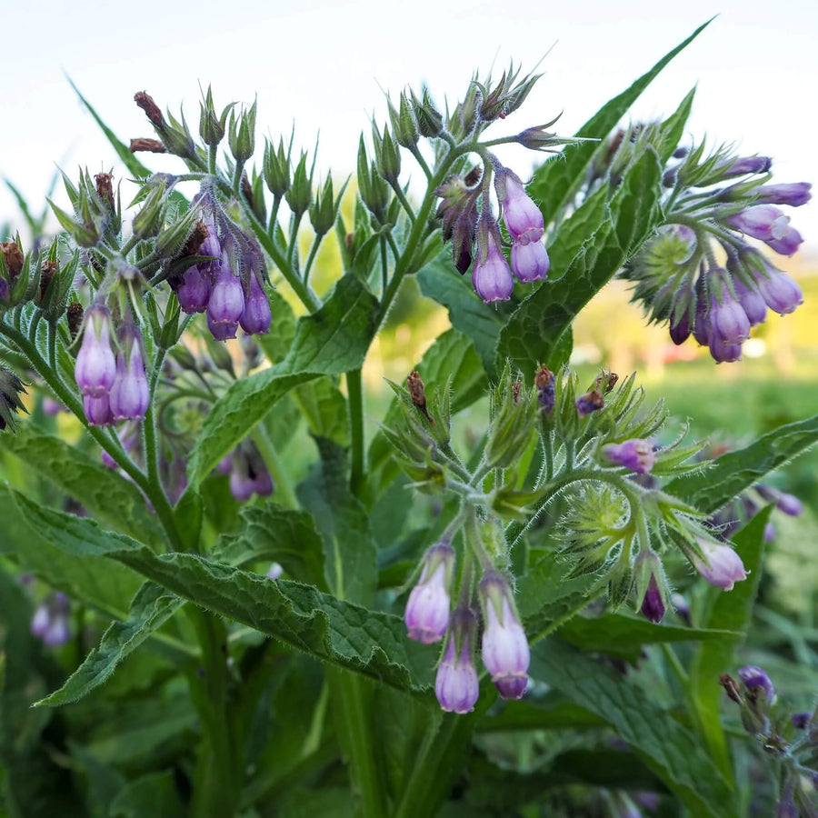 Russian Comfrey Seeds - Herbal Seeds