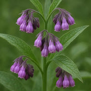 Russian Comfrey Seeds - Herbal Seeds