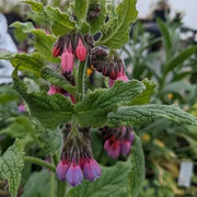 Russian Comfrey Seeds - Herbal Seeds