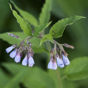 Russian Comfrey Seeds - Herbal Seeds