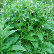 Russian Comfrey Seeds - Herbal Plant