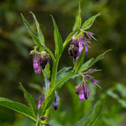 Russian Comfrey Seeds - Herbal Seeds
