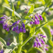 Russian Comfrey Seeds - Herbal Seeds