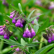 Russian Comfrey Seeds - Herbal Seeds