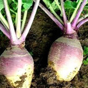 Amerikanische Lila Top Rutabaga Seeds