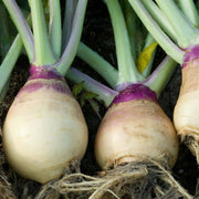 Purple White Rutabaga Seeds