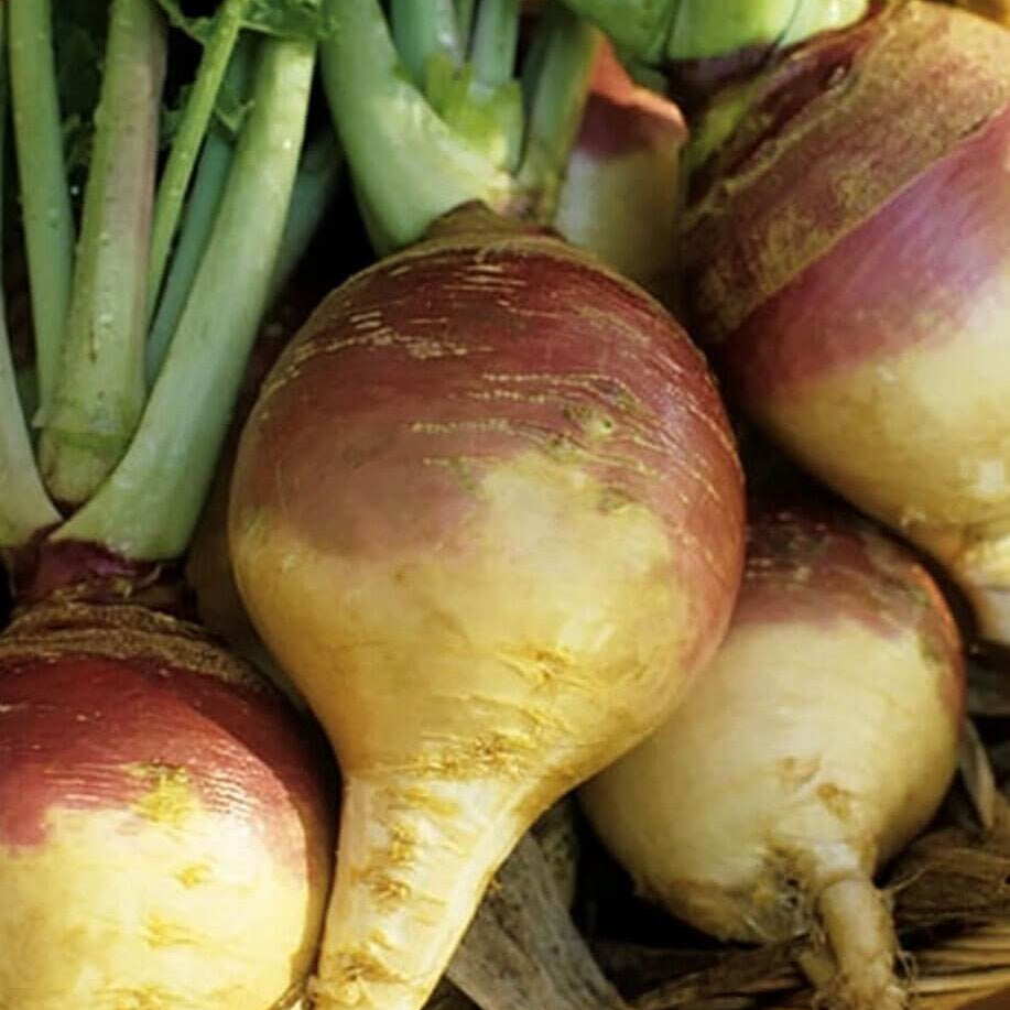 Brown Purple Rutabaga Seeds