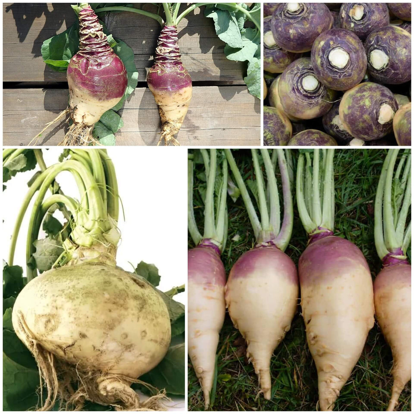 Rutabaga Seeds - All In One For Home Gardens
