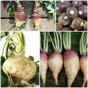 Rutabaga Seeds - All In One For Home Gardens