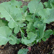 Rutabaga Seeds - All In One For Home Gardens