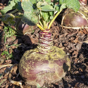 Rutabaga Seeds - All In One For Home Gardens