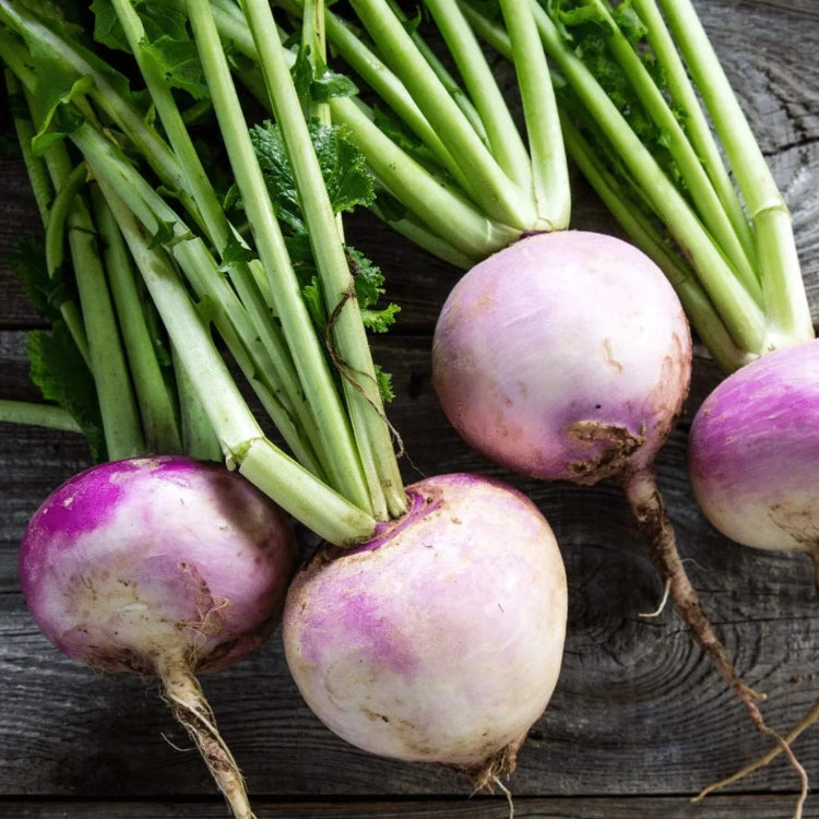 Amerikanische Lila Top Rutabaga Seeds
