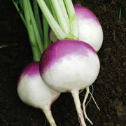 Purple White Rutabaga Seeds