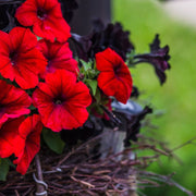 Red Color Petunia Seeds