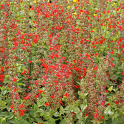 Salvia Red Scarlet Sage Seeds