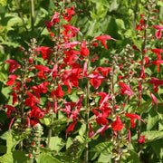 Salvia Red Scarlet Sage Seeds