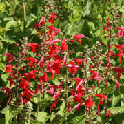 Coccinea Salvia Seeds