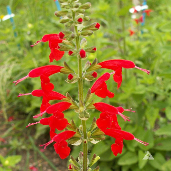 Salvia Red Scarlet Sage Seeds