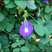 Blue Butterfly Pea Seeds