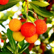 Arbutus unedo Strawberry Seeds